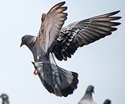 Pigeon Netting & Spikes