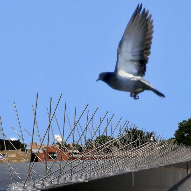 Pigeon Spikes 1